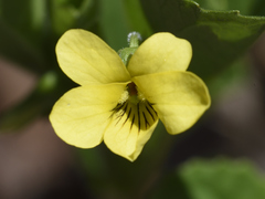 Viola pubescens