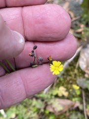 Youngia thunbergiana