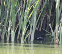 Gallinula galeata