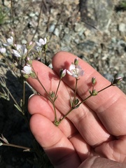 Hesperolinon congestum