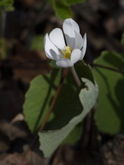Sanguinaria canadensis