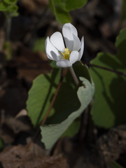 Sanguinaria canadensis