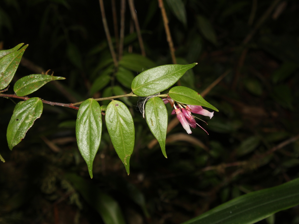Cavendishia endresii