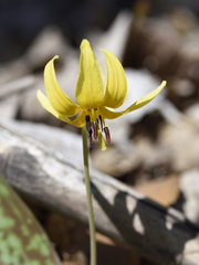 Erythronium americanum