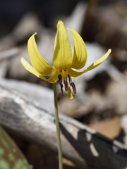 Erythronium americanum