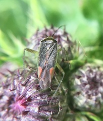 Closterotomus trivialis