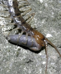 Lithobius variegatus rubriceps