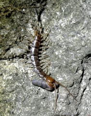 Lithobius variegatus rubriceps
