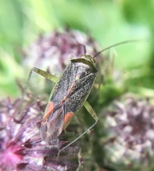 Closterotomus trivialis