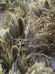 Trichocereus