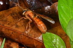 Provespa barthelemyi