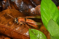 Provespa barthelemyi