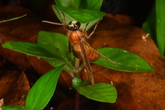 Provespa barthelemyi