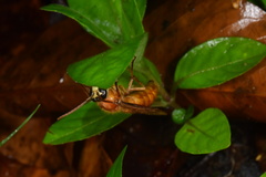 Provespa barthelemyi