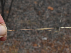 Aristida holathera