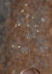 Eriachne ciliata