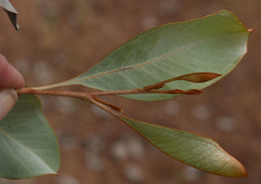 Grevillea decora decora