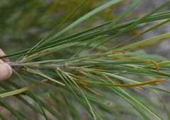 Grevillea parallela