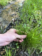 Carex leptalea