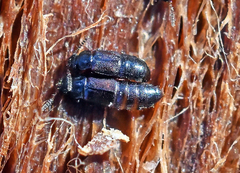 Phloeonomus pusillus