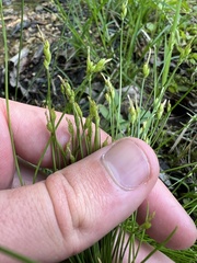 Carex leptalea