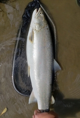 Salvelinus confluentus