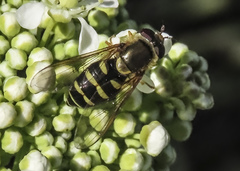 Syrphus opinator