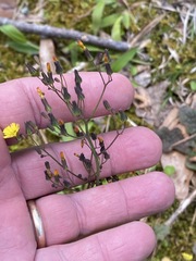 Youngia thunbergiana