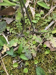 Youngia thunbergiana