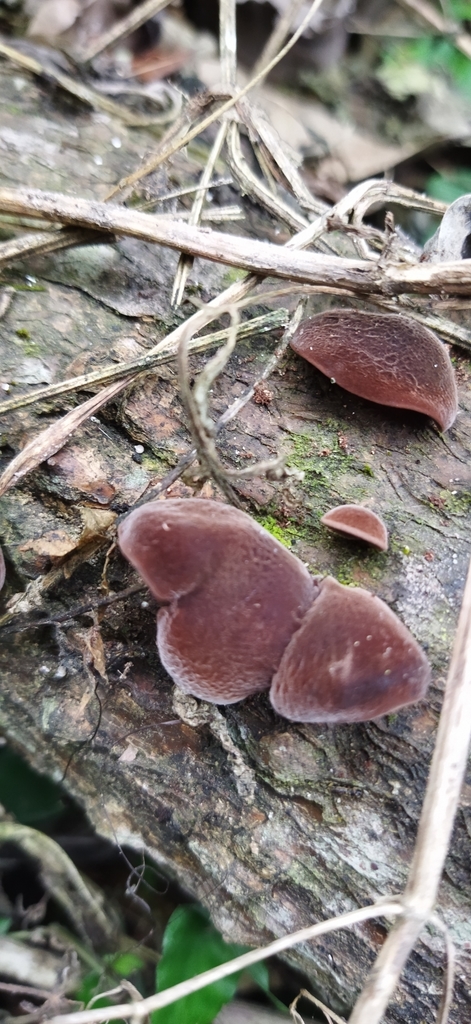 Auricularia fuscosuccinea · April 2022 · photo: © fyv (iNaturalist, cc0)