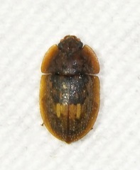 Lobiopa insularis