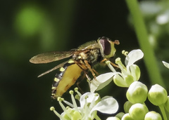 Syrphus opinator