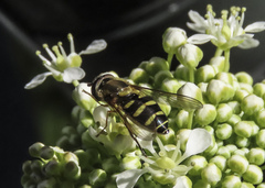 Syrphus opinator