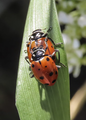 Hippodamia convergens