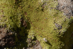 Acarospora citrina