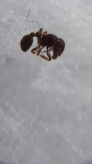Tetramorium obesum