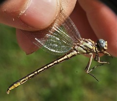 Phanogomphus hodgesi