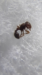 Tetramorium obesum