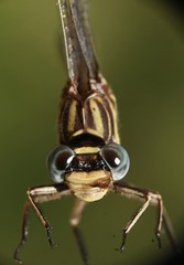 Phanogomphus hodgesi