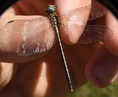 Phanogomphus hodgesi