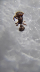Tetramorium obesum