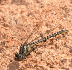 Phanogomphus hodgesi