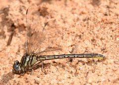 Phanogomphus hodgesi