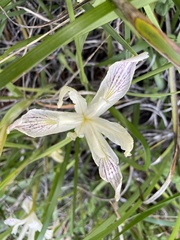 Iris purdyi