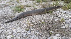 Lepisosteus platostomus