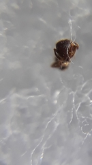 Tetramorium obesum