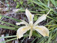 Iris purdyi