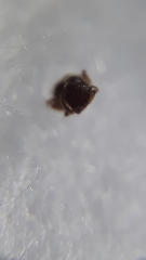Tetramorium obesum