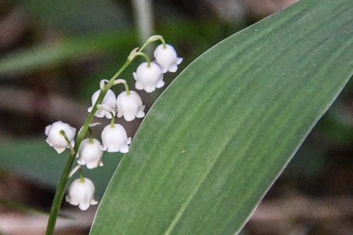 Convallaria majalis