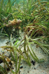 Stigmatopora narinosa